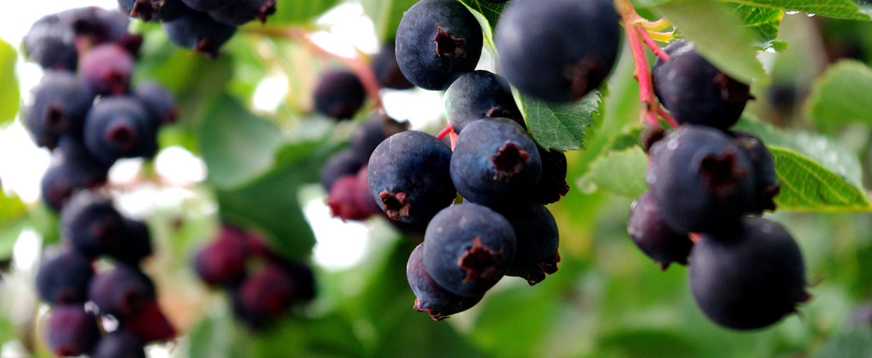 Ирга Саскатун