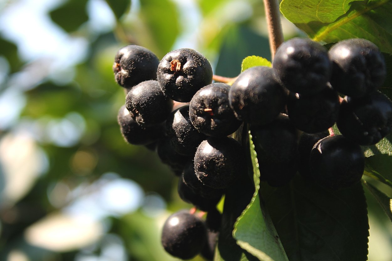 Арония черноплодная