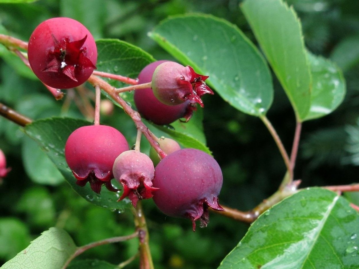 Ирга (Amelanchier)