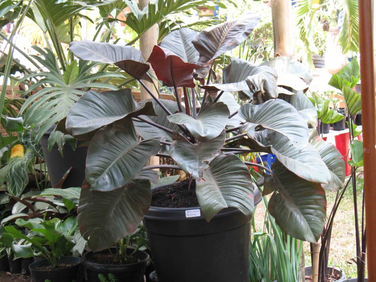 Филодендрон Империал ред