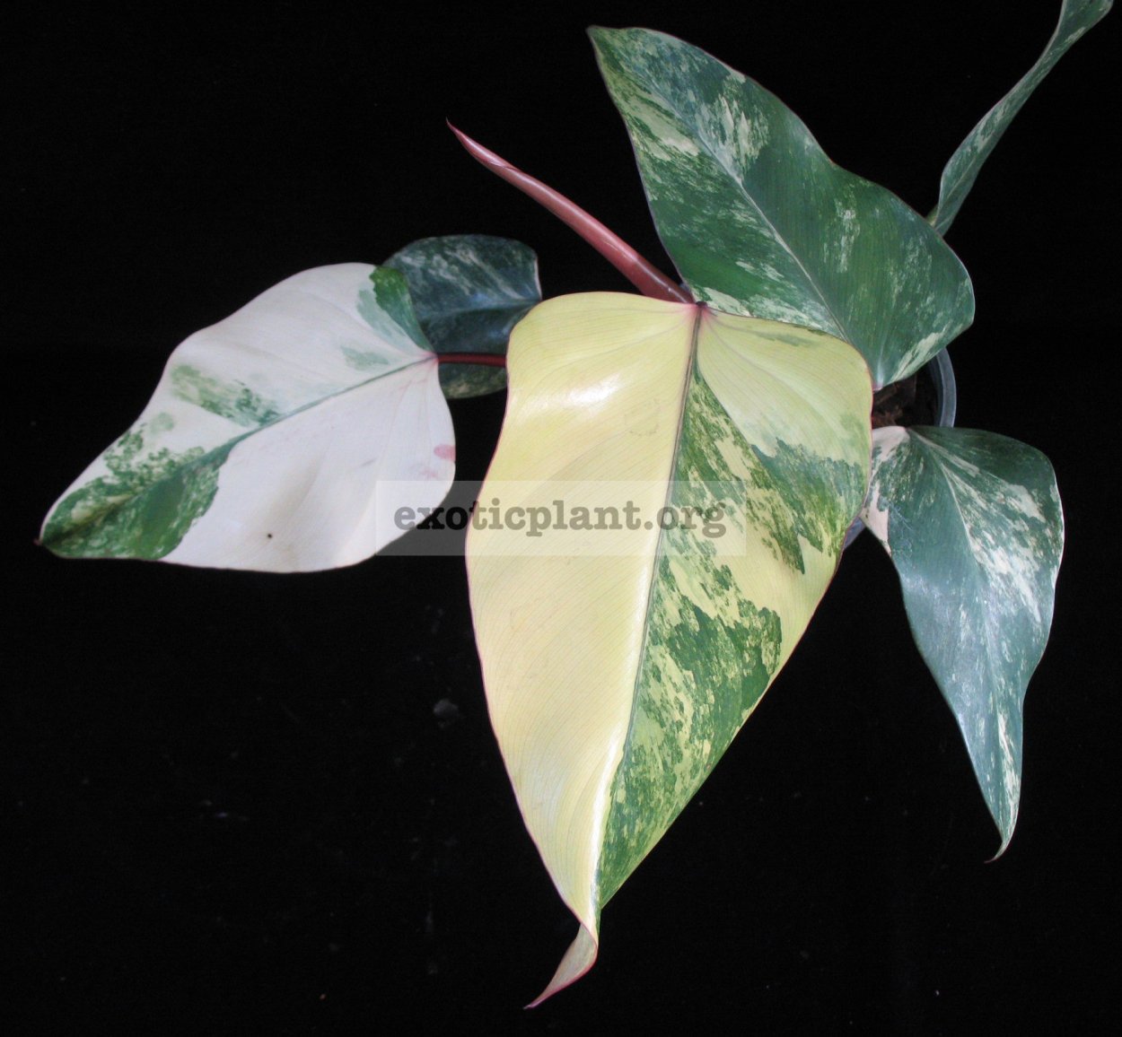 Филодендрон ред Эмеральд вариегатный