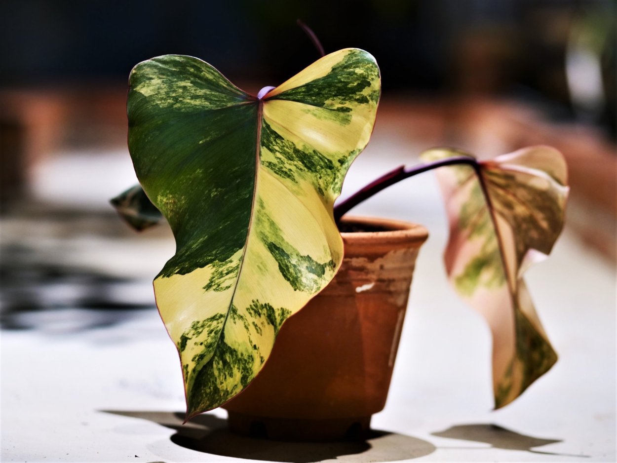 Филодендрон розовая принцесса