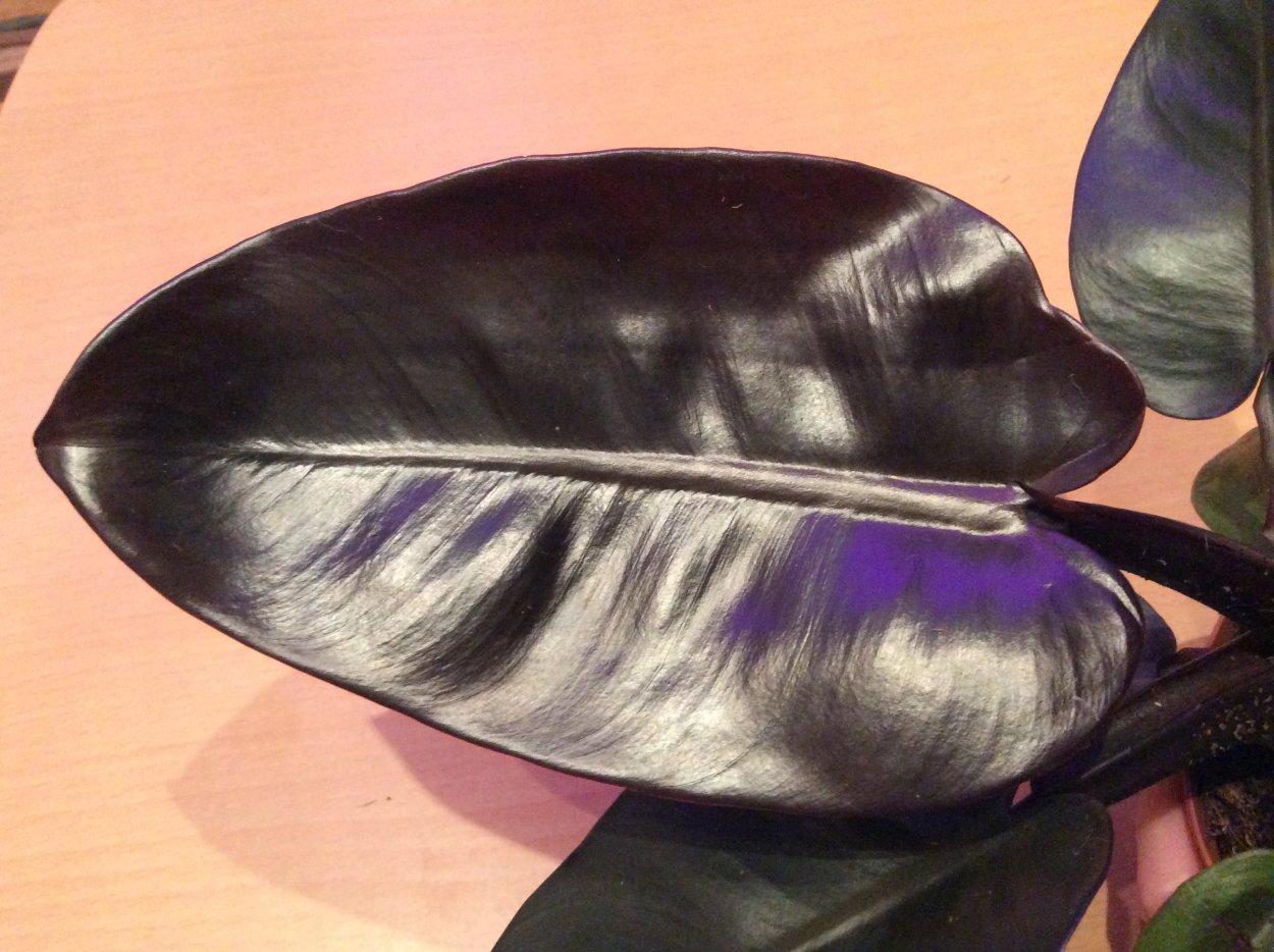 Филодендрон Black Кардинал