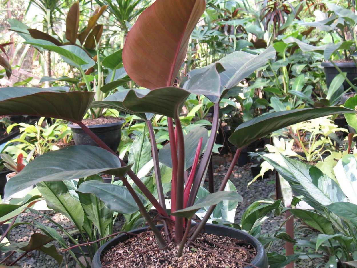 Филодендрон блек Кардинал Сплеш