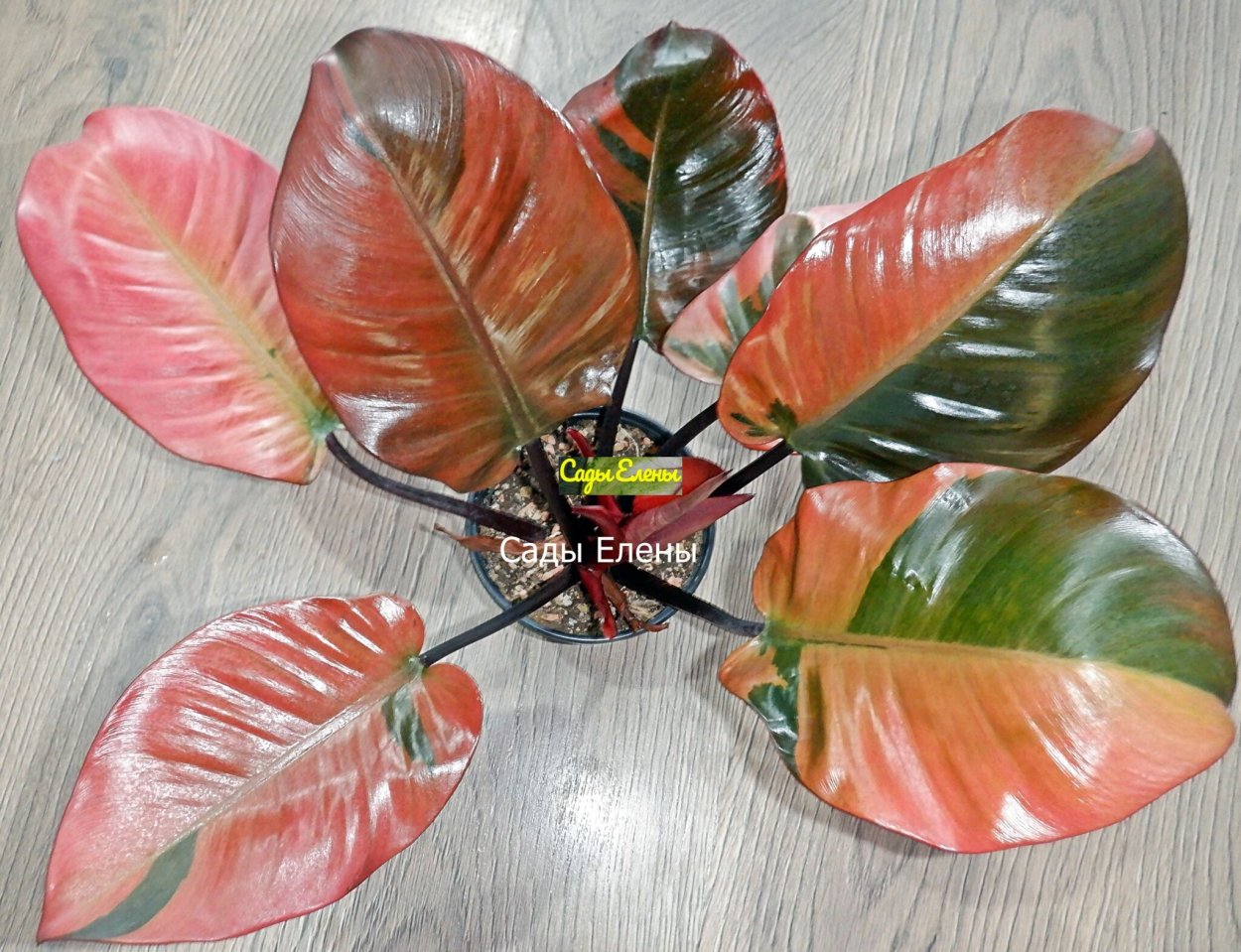 Филодендрон Блэк Кардинал Сплеш