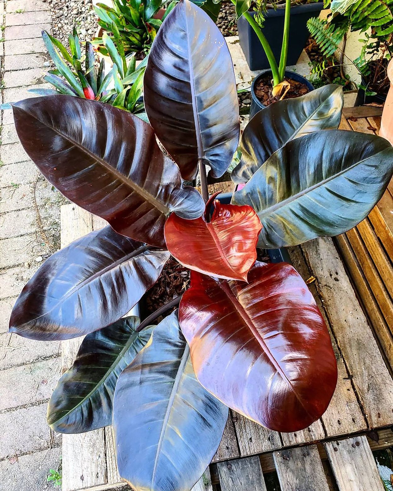 Филодендрон Red Congo