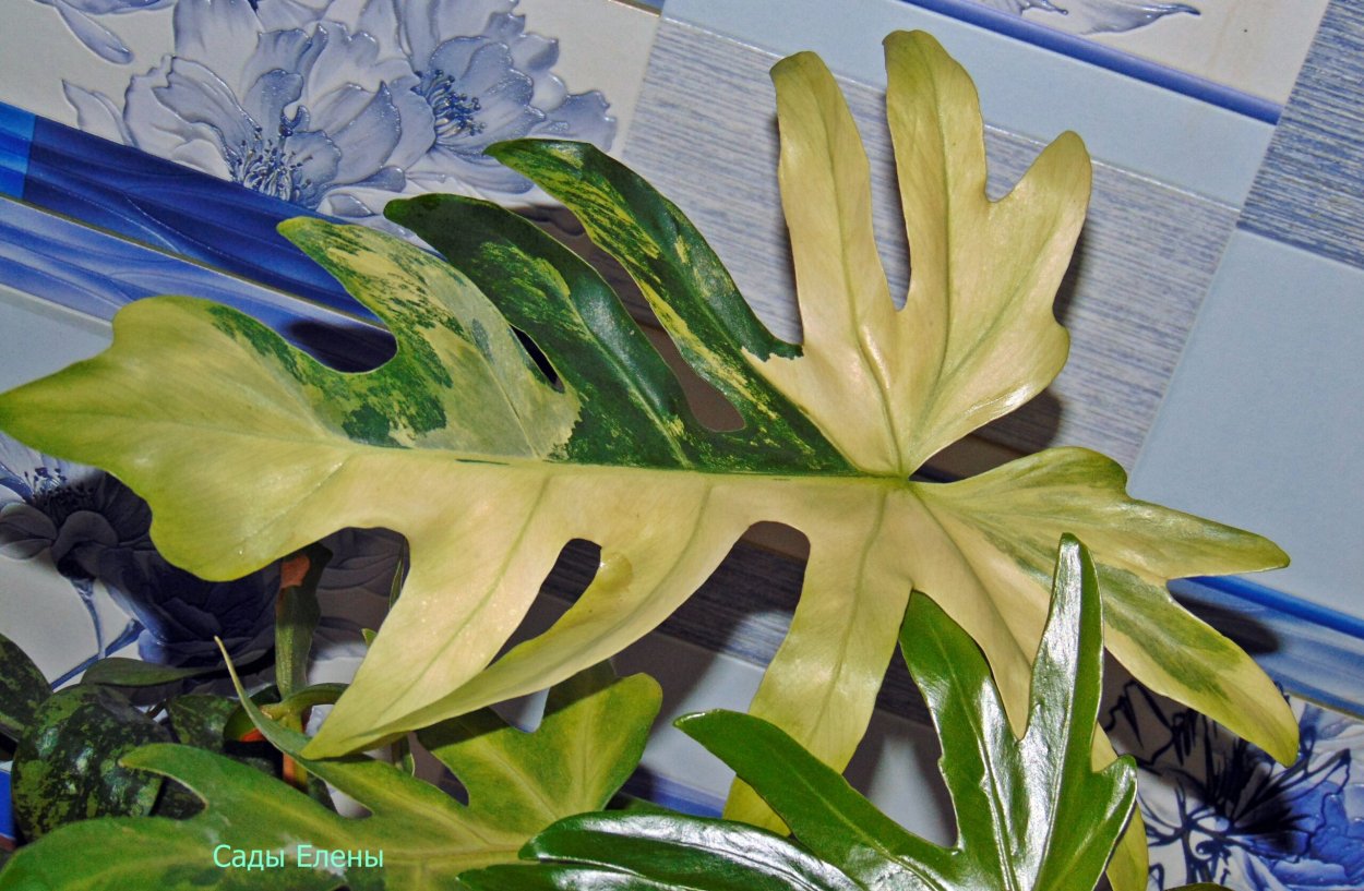 Филодендрон Маджестик