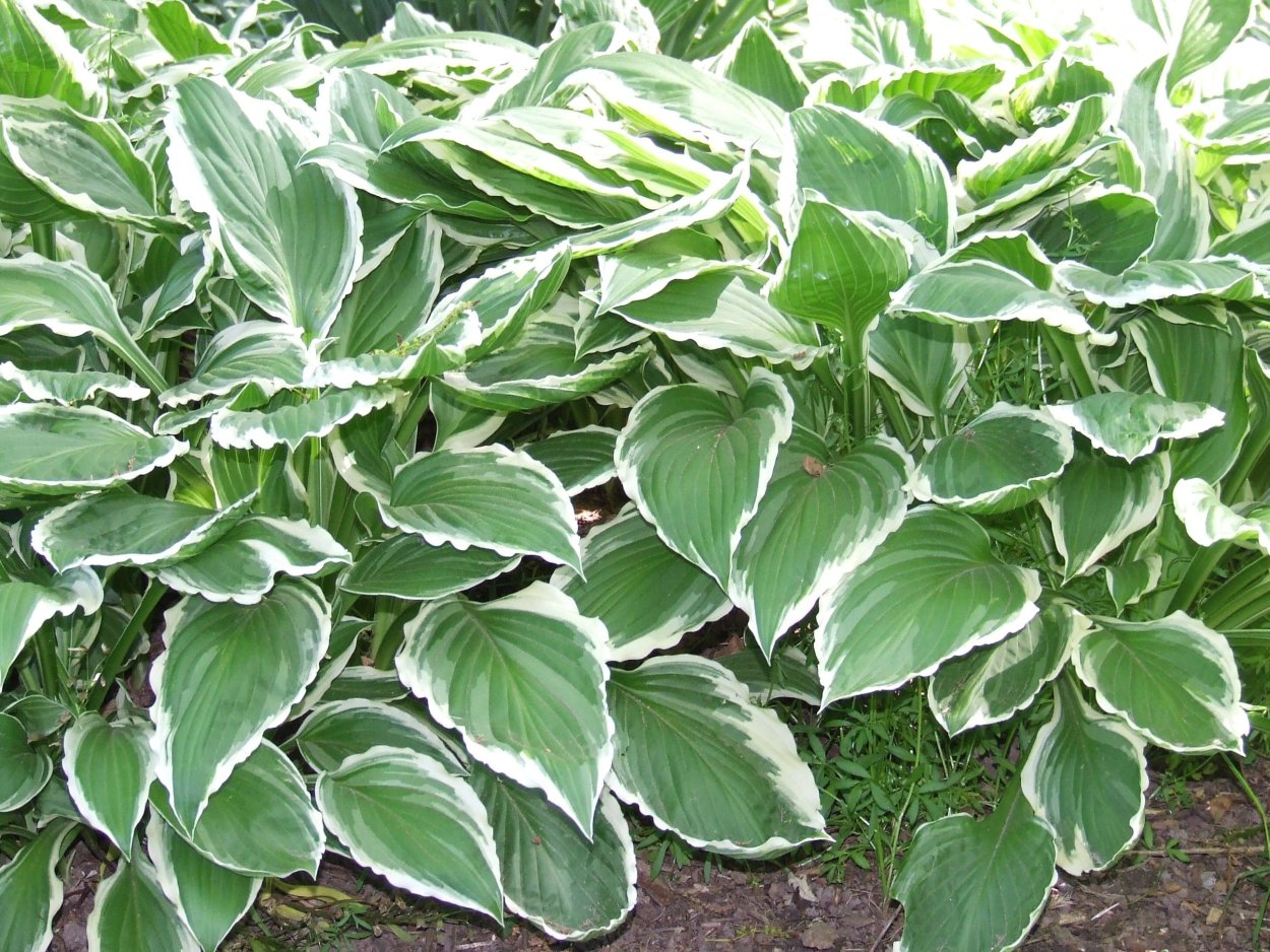 Хоста волнистая albomarginata