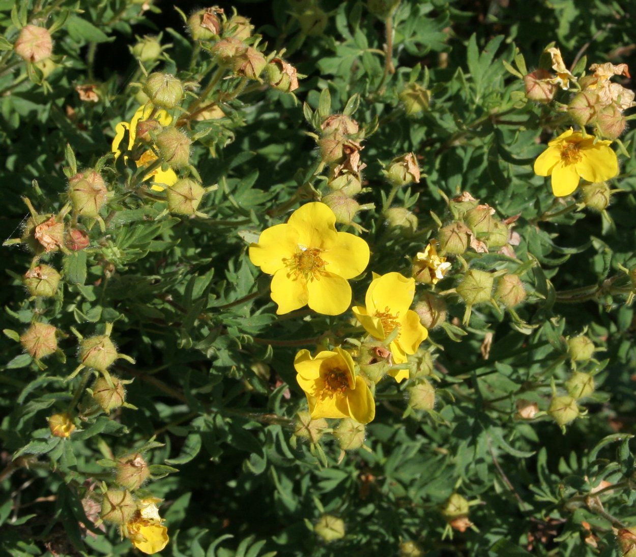 Лапчатка кустарниковая 'Abbotswood' осенью