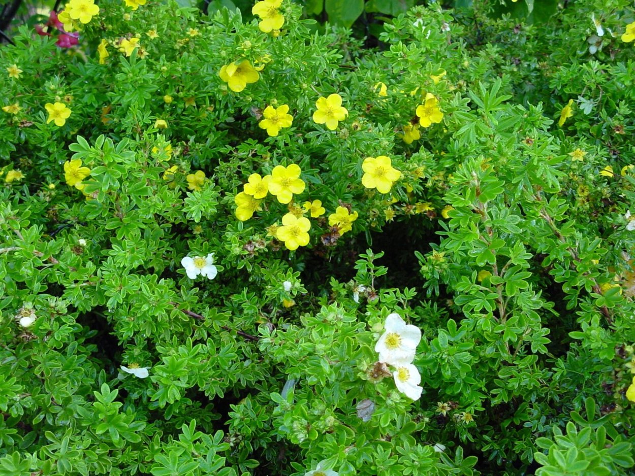 Лапчатка Еллоу Берд