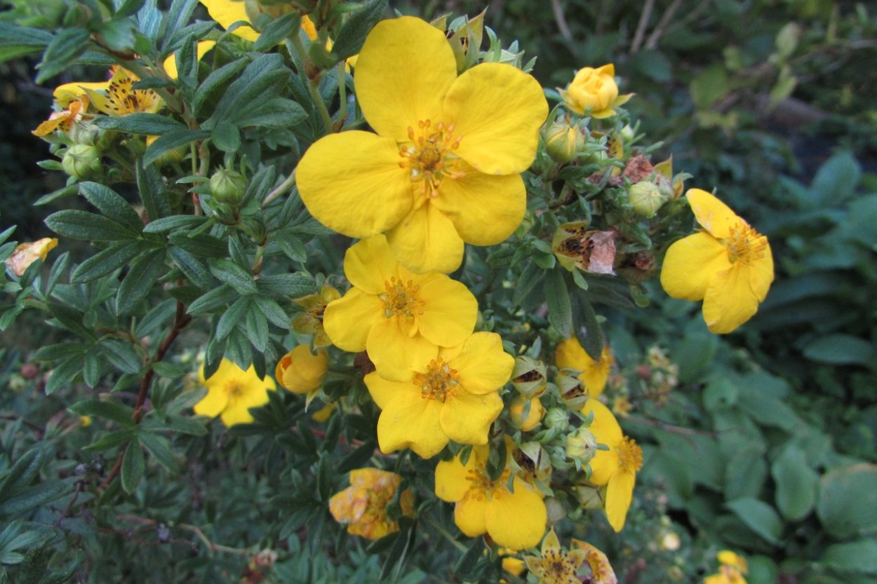 Лапчатка кустарниковая Дэйдаун