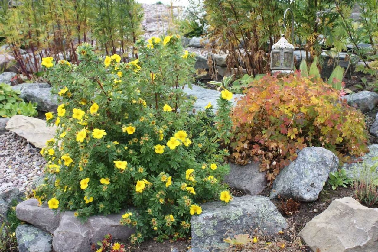 Лапчатка (dasiphora fruticosa