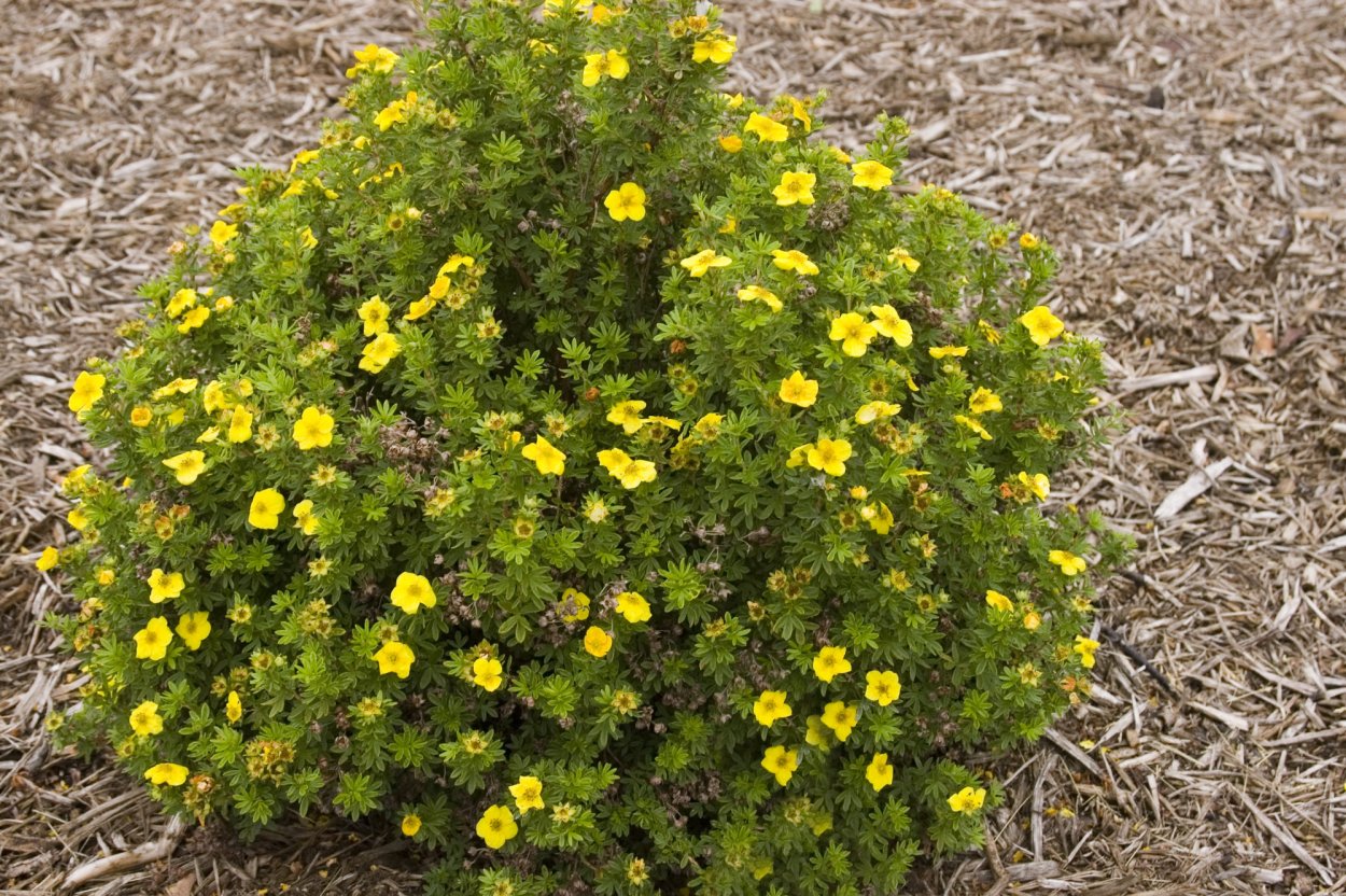 Лапчатка кустарниковая Дейдаун