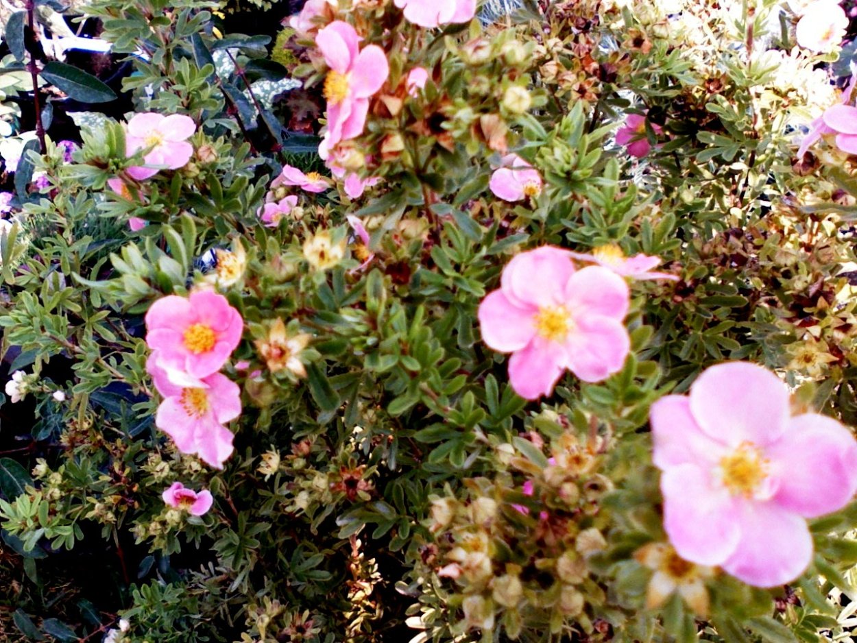 Лапчатка кустарниковая осень