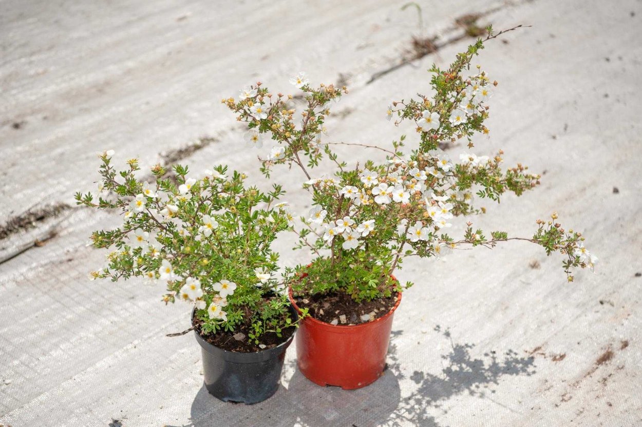 Лапчатка кустарниковая свет моего костра