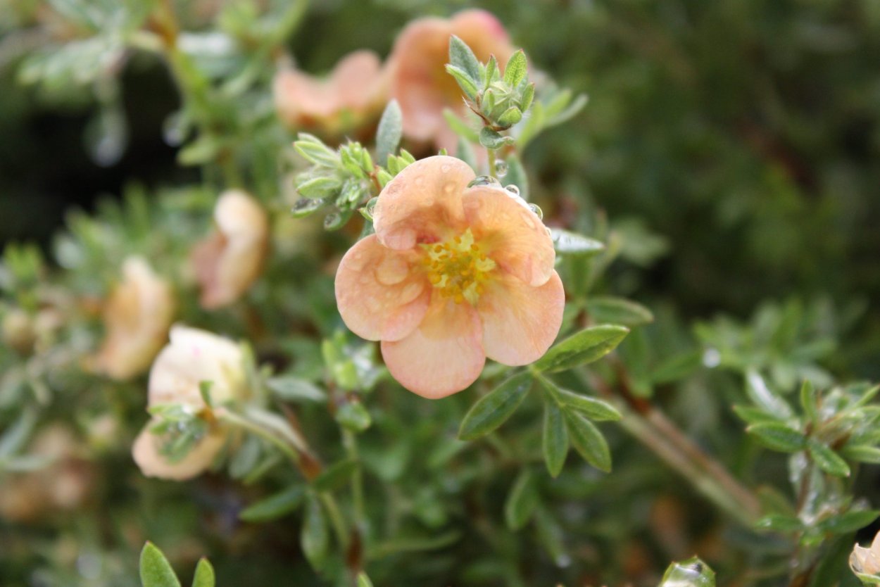 Лапчатка кустарниковая Goldfinger