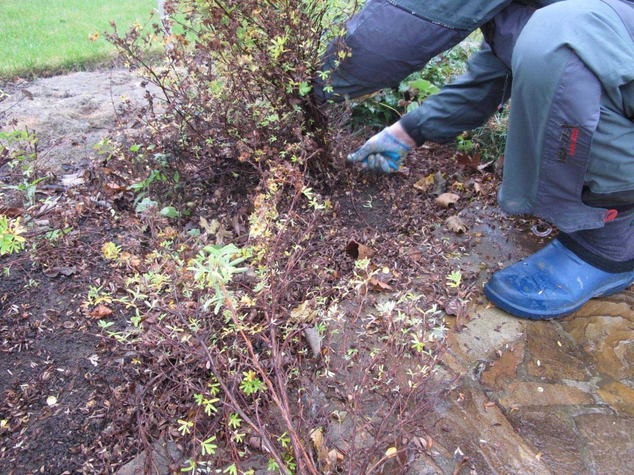 Лапчатка после зимы