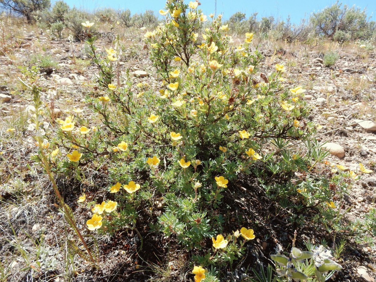Лапчатка кустарниковая Голдфингер