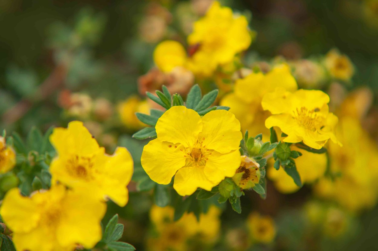 Potentilla f. 'Goldteppich'