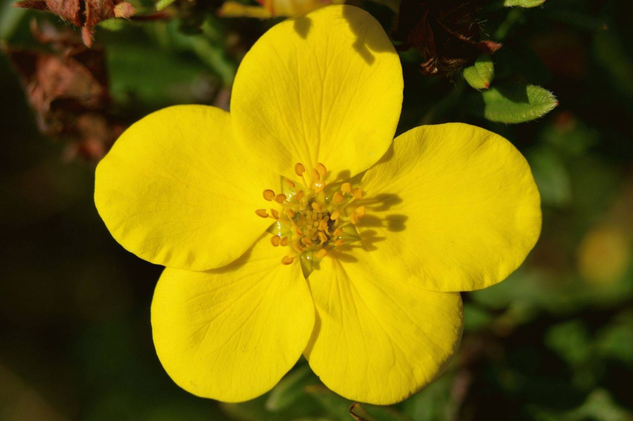 Дальневосточный чай кустарниковый