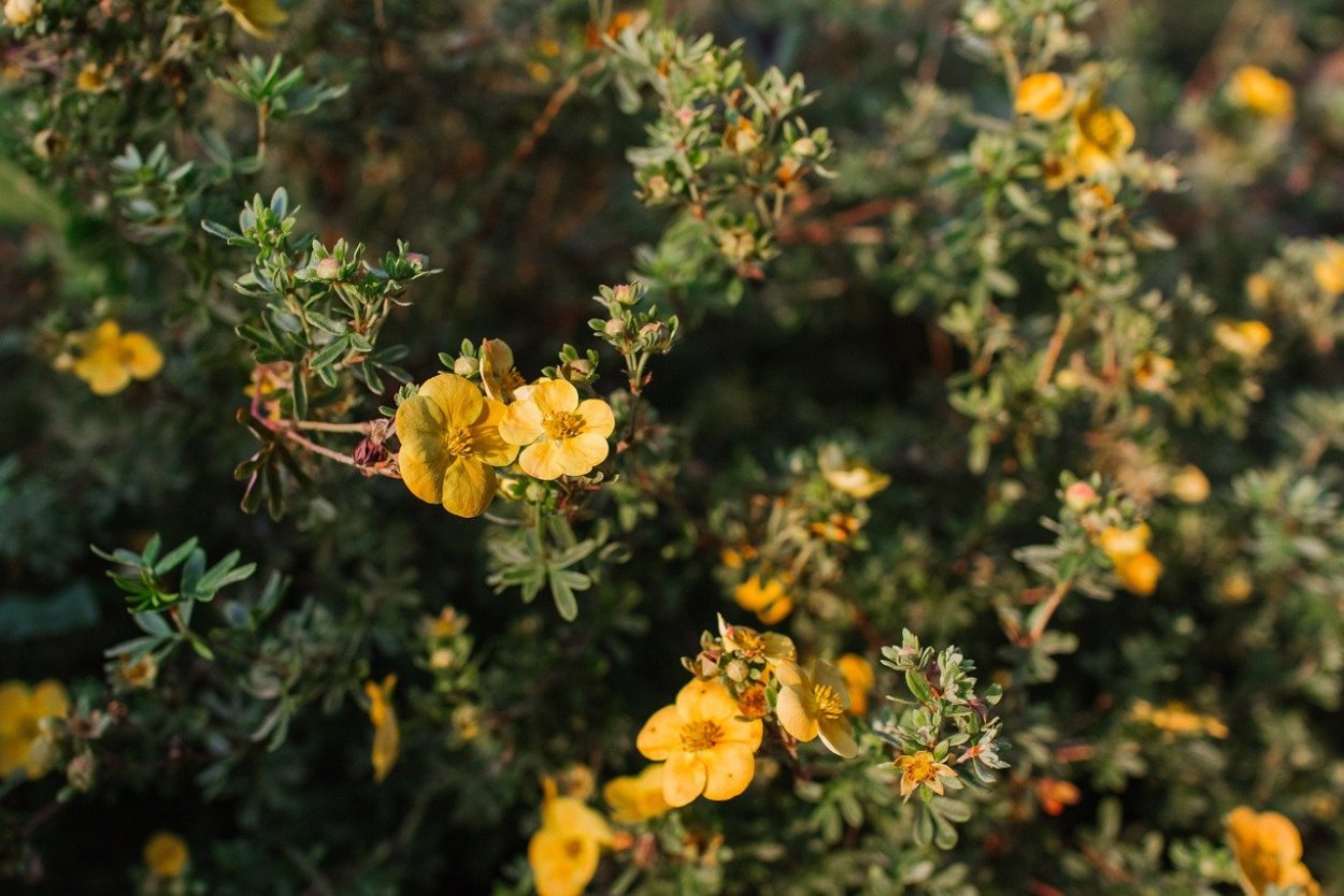 Китайская лапчатка кустарниковая
