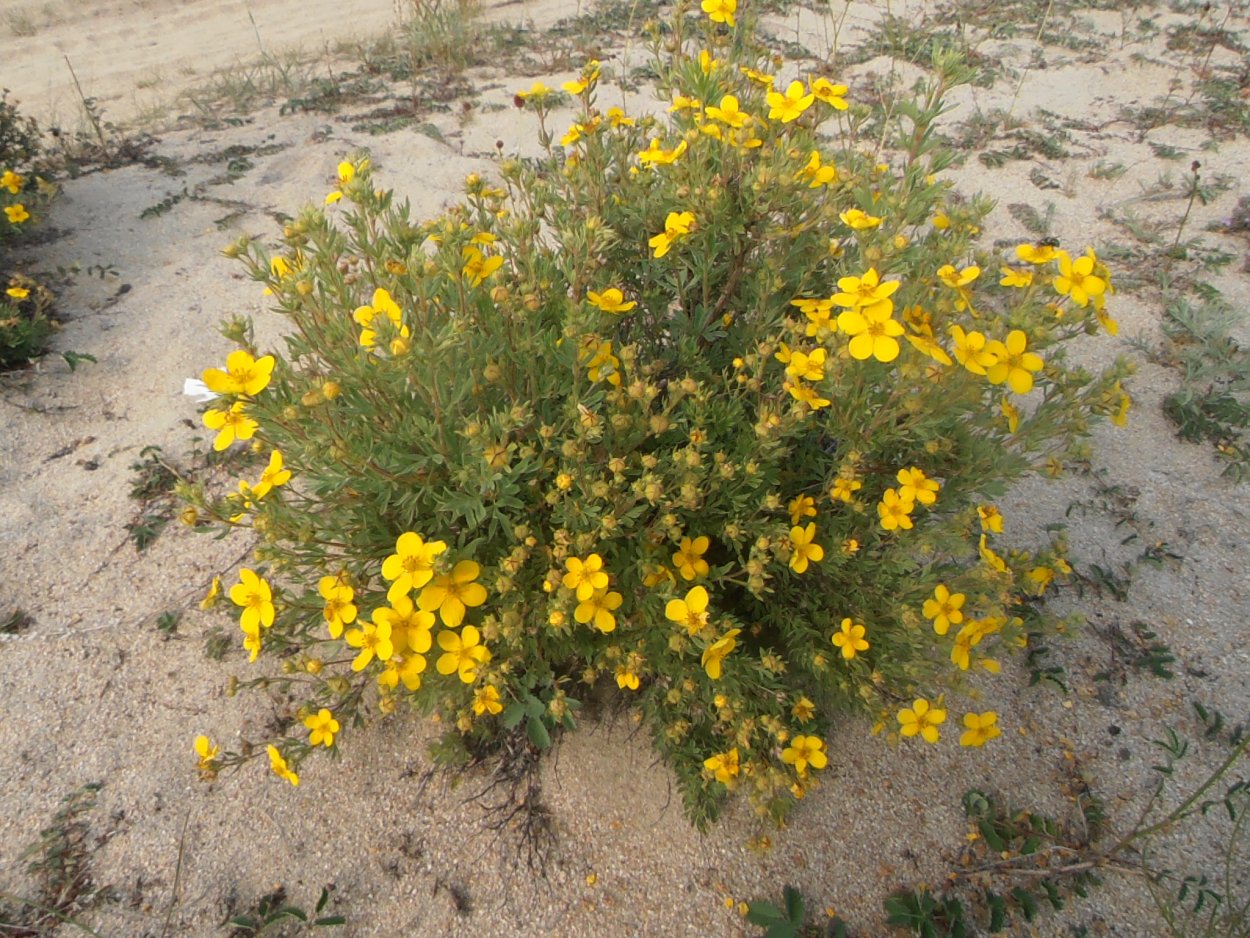 Кустарник лапчатник