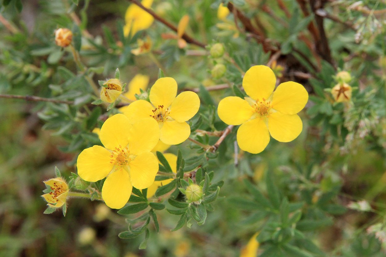 Куст на белом фоне