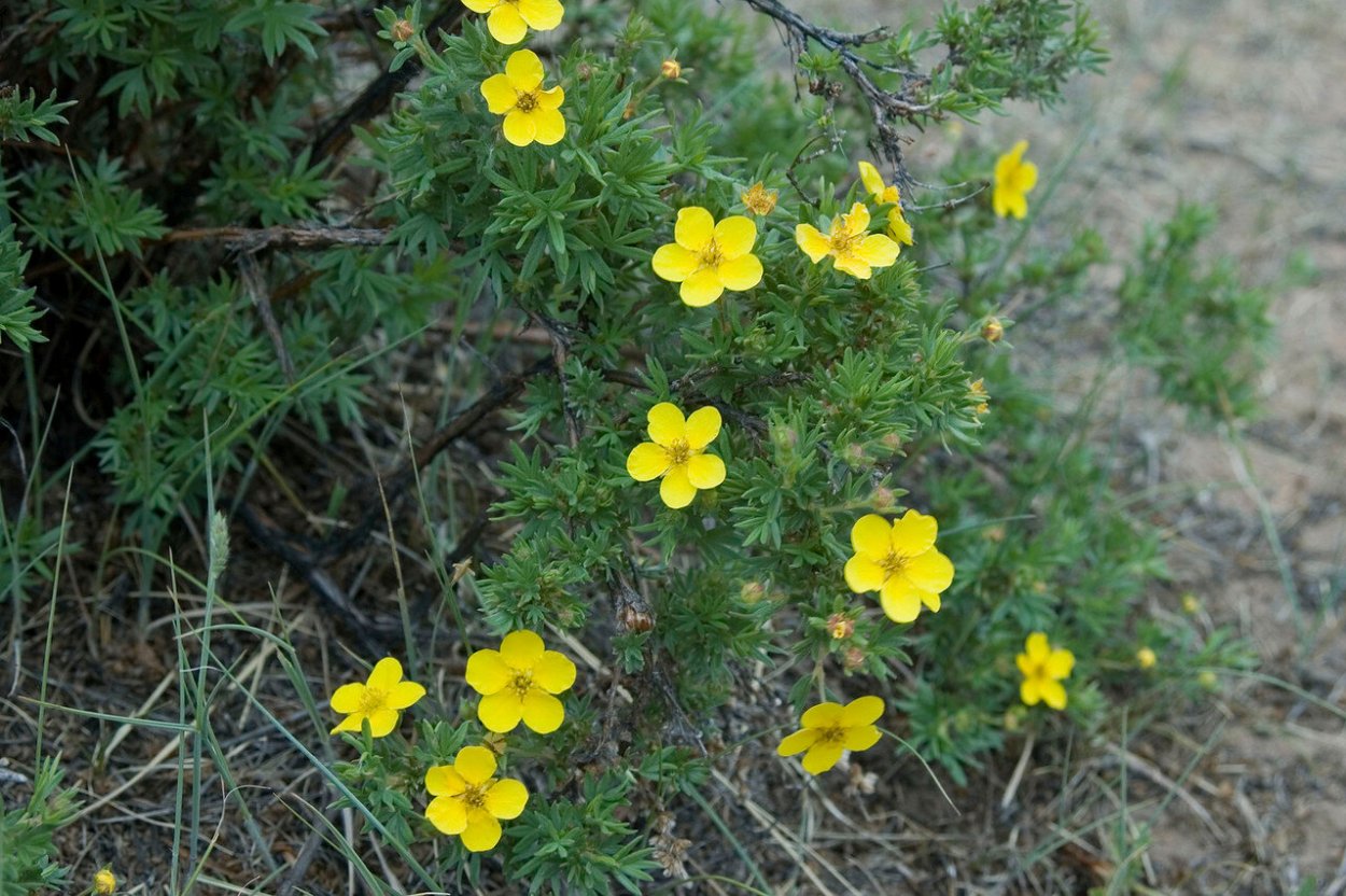 Potentilla fruticosa Grace Darling