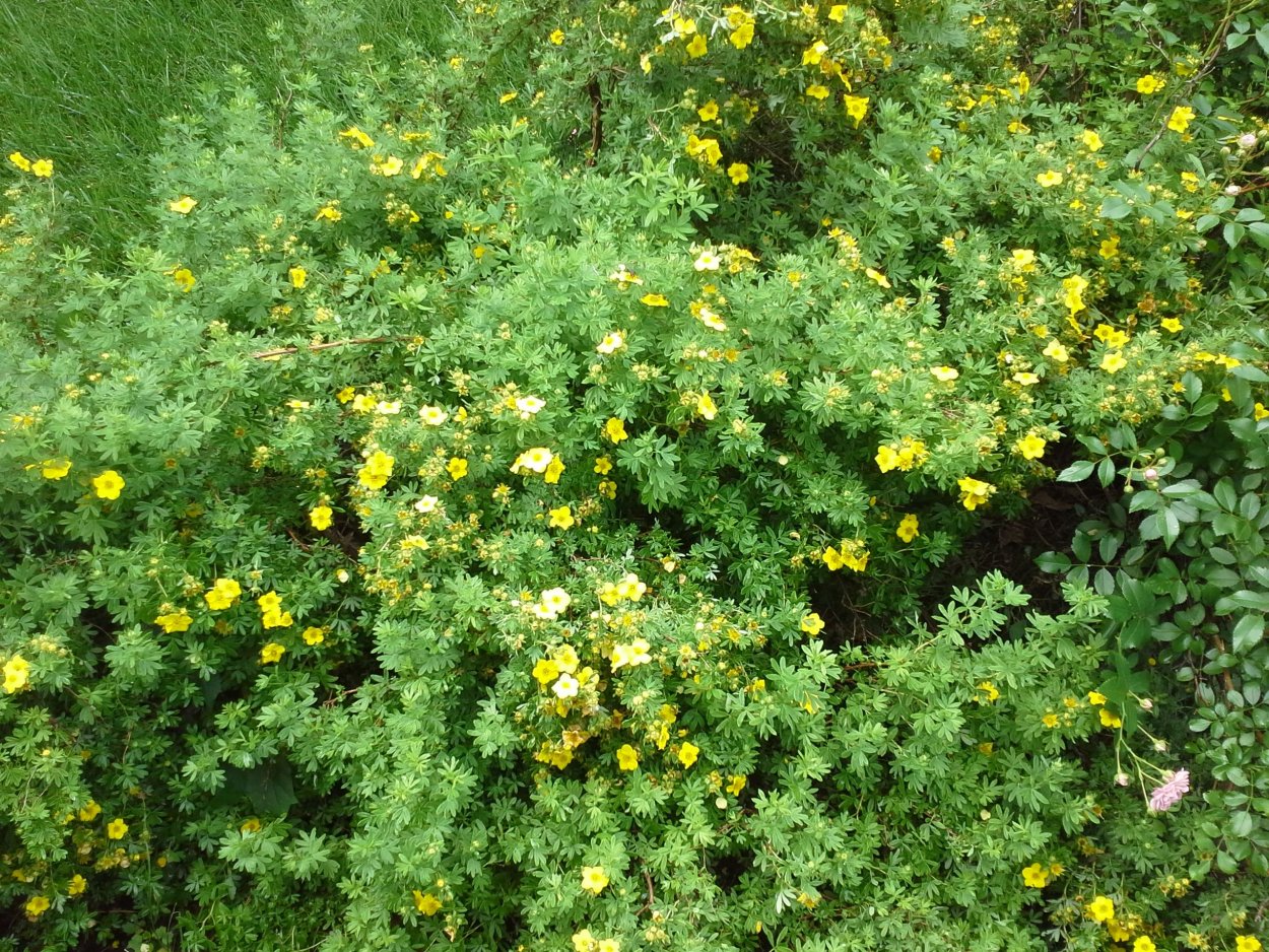 Лапчатка Алтай