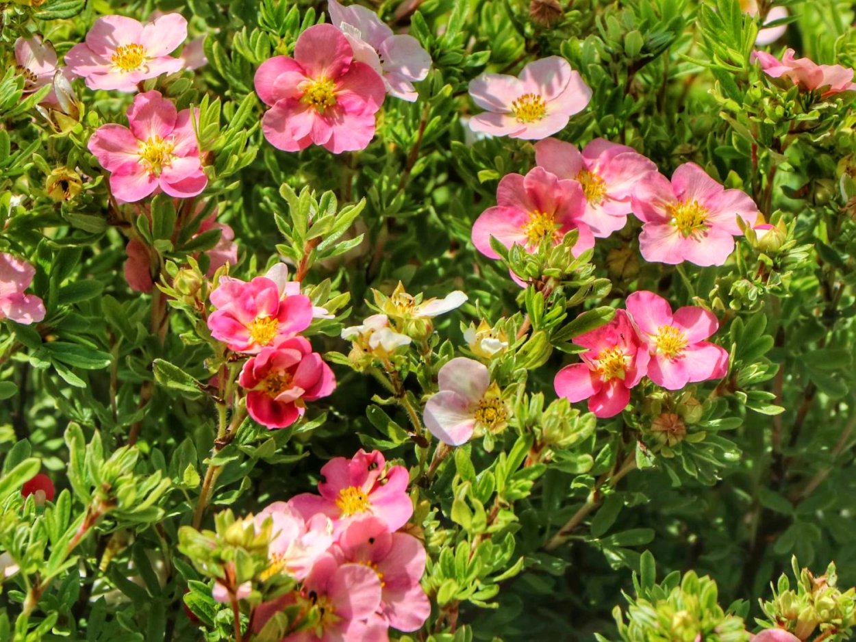 Мульчирование однолетников