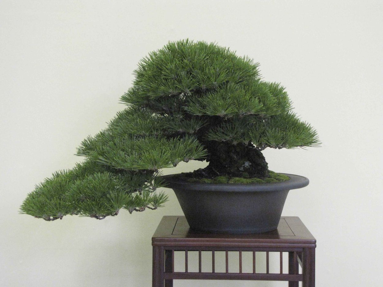 Бонсай ливанский кедр