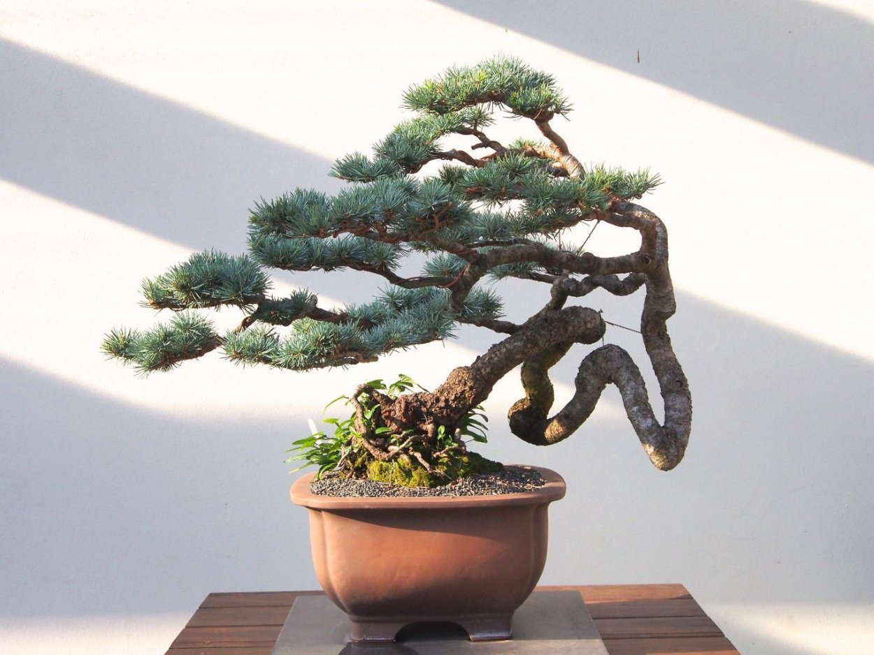 Бонсай Сехин