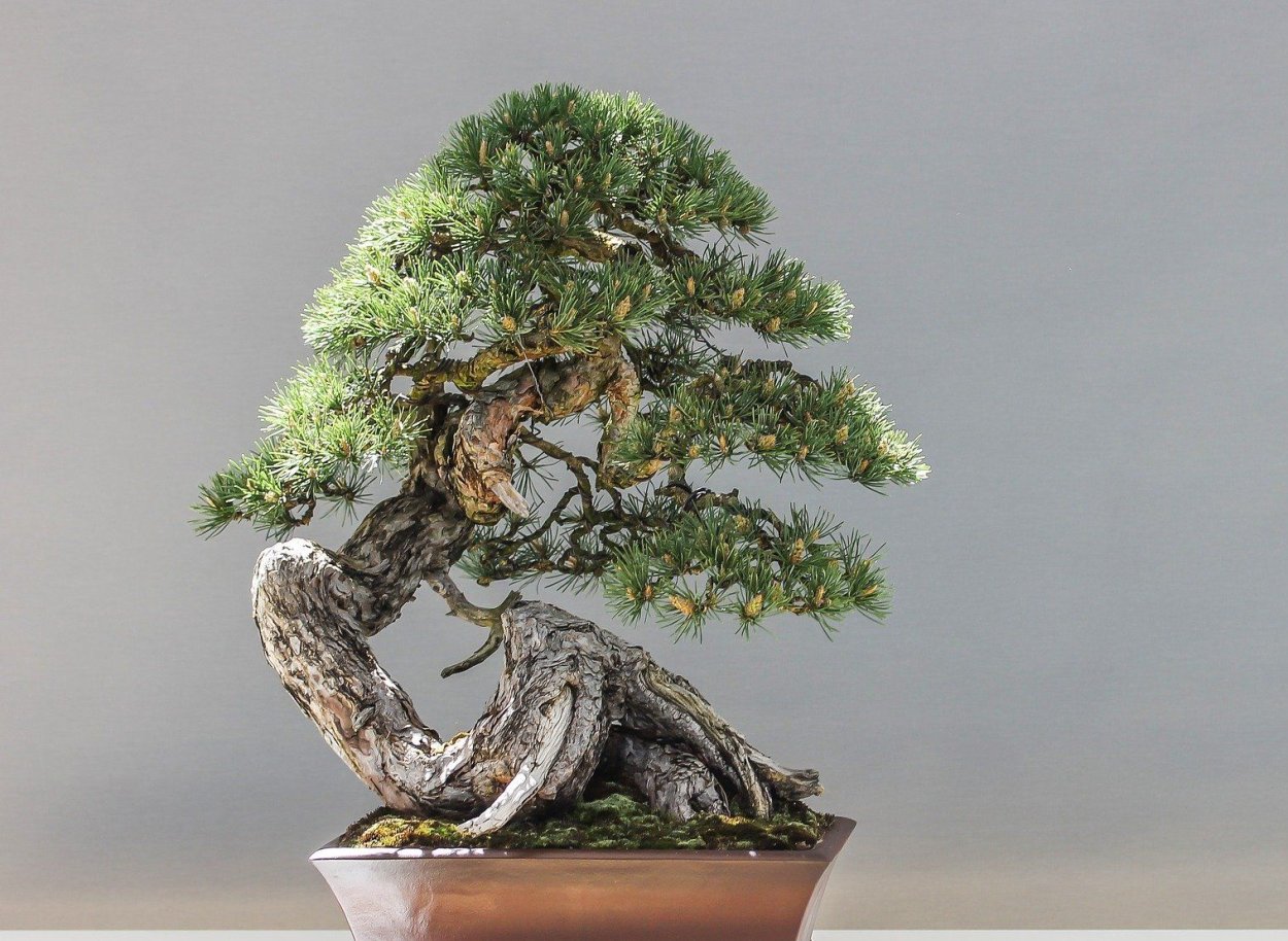 Дерево бонсай кедр