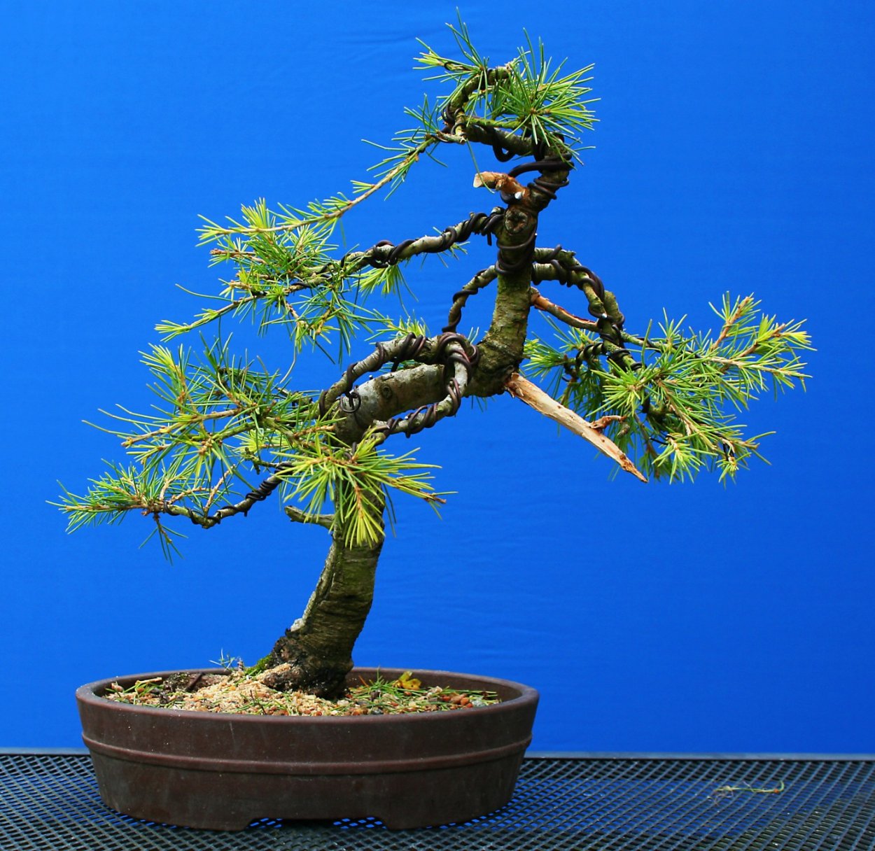 Бонсай кедр Гималайский