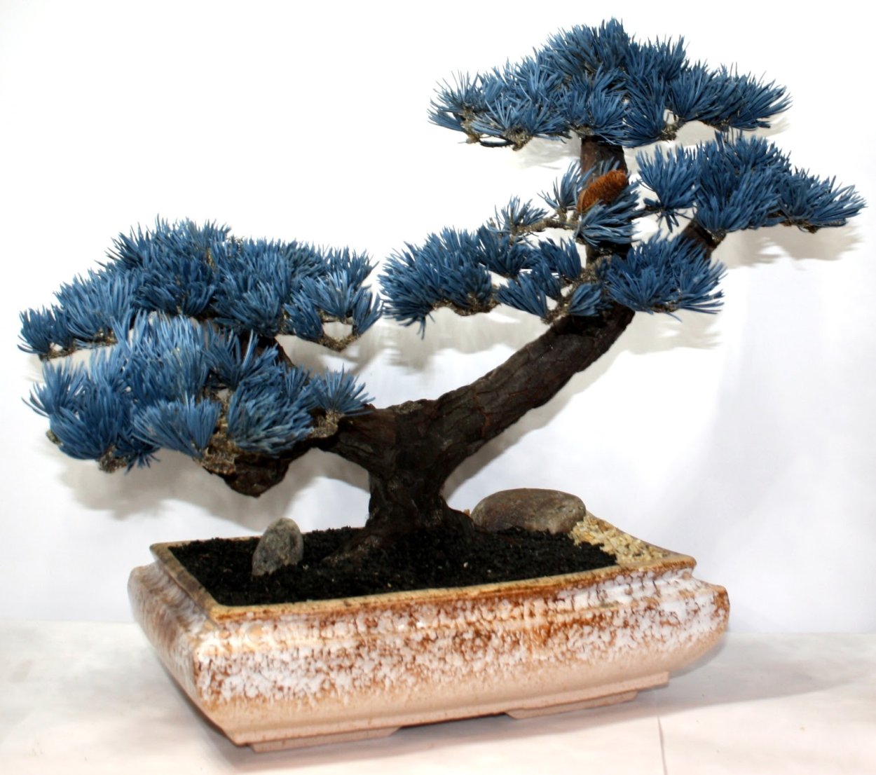 Японский кедр бонсай