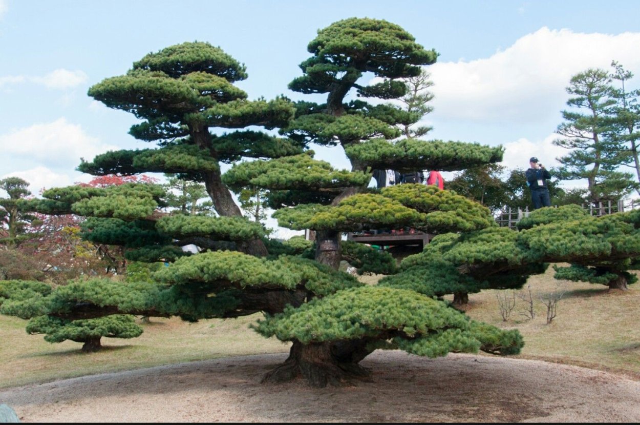 Ниваки стиль Сокан