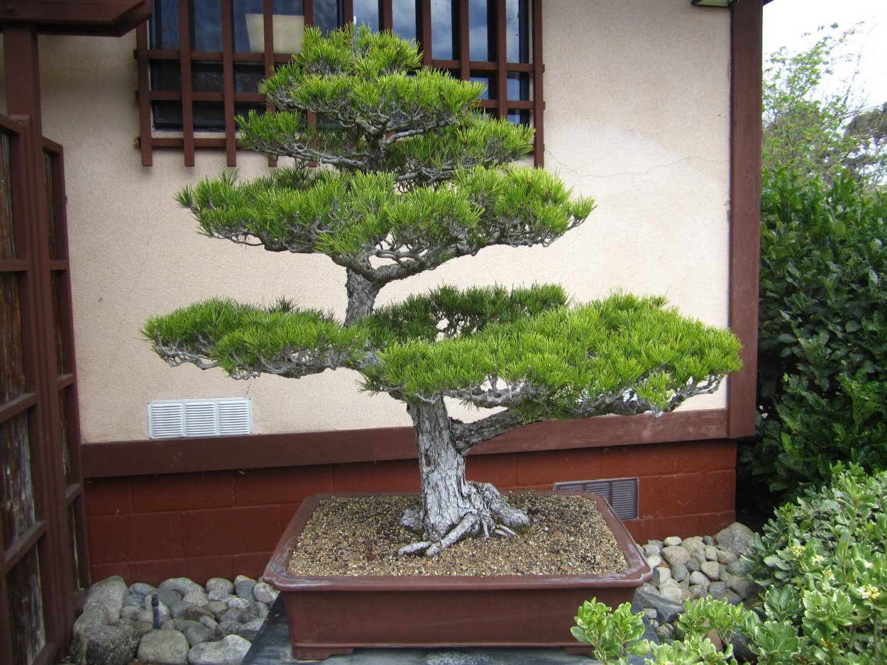 Бонсай саженцы