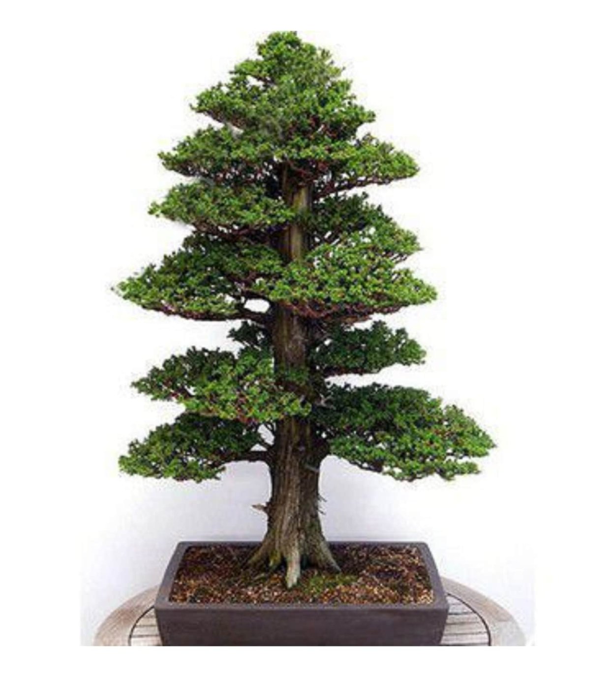 Семена бонсай японский кедр (криптомерия)