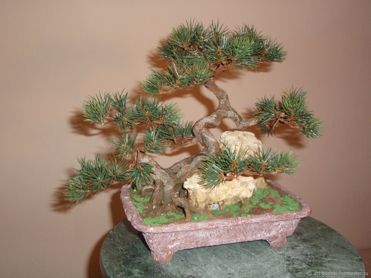 Можжевельник Мейера бонсай