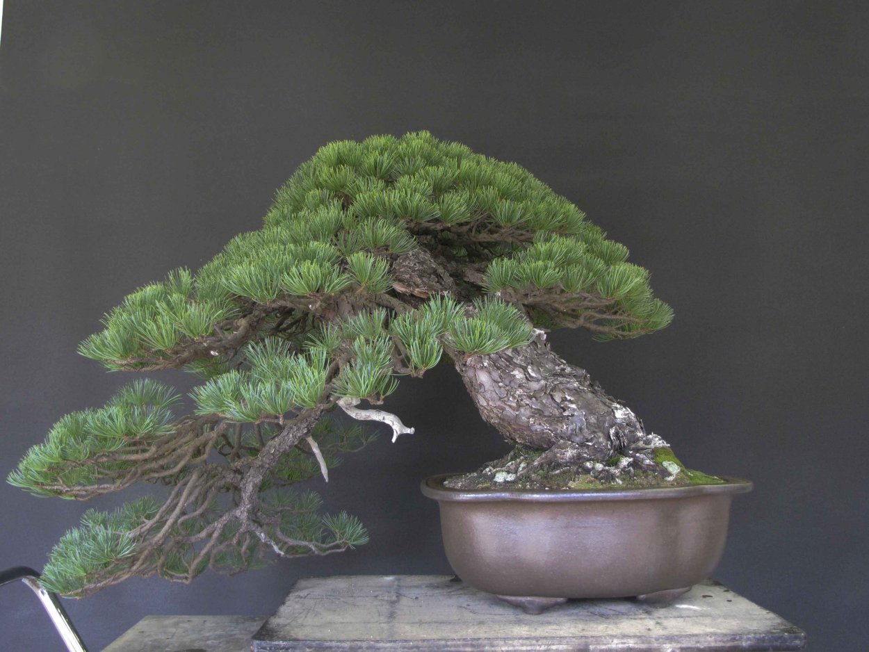 Кедровая сосна ниваки