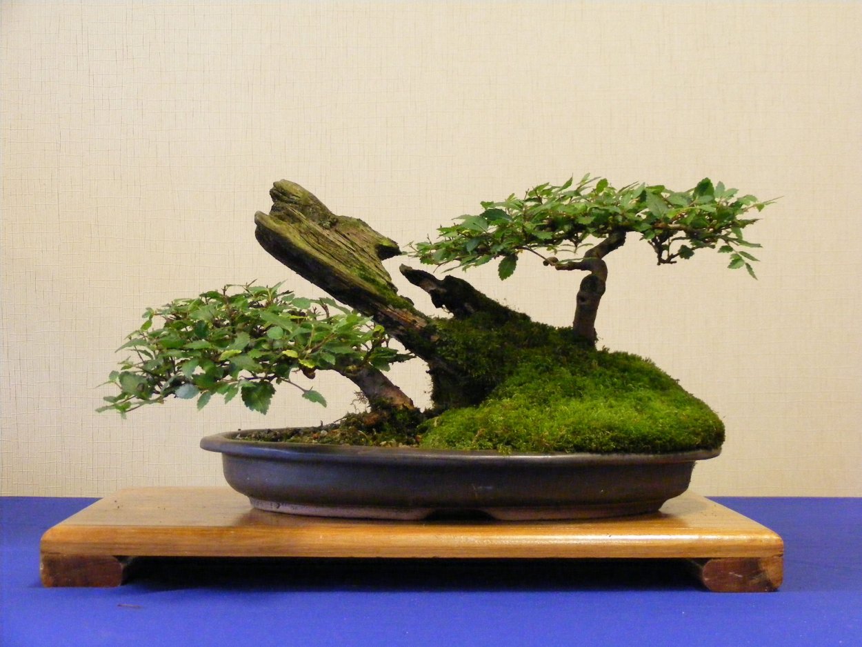 Хуаншань сосна бонсай