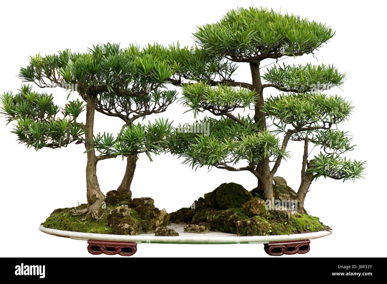 Кедр Сибирский бонсай