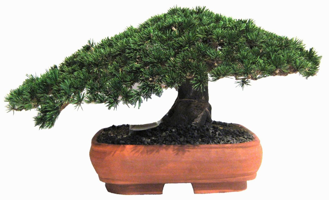 Сосна Горная Мугус ниваки