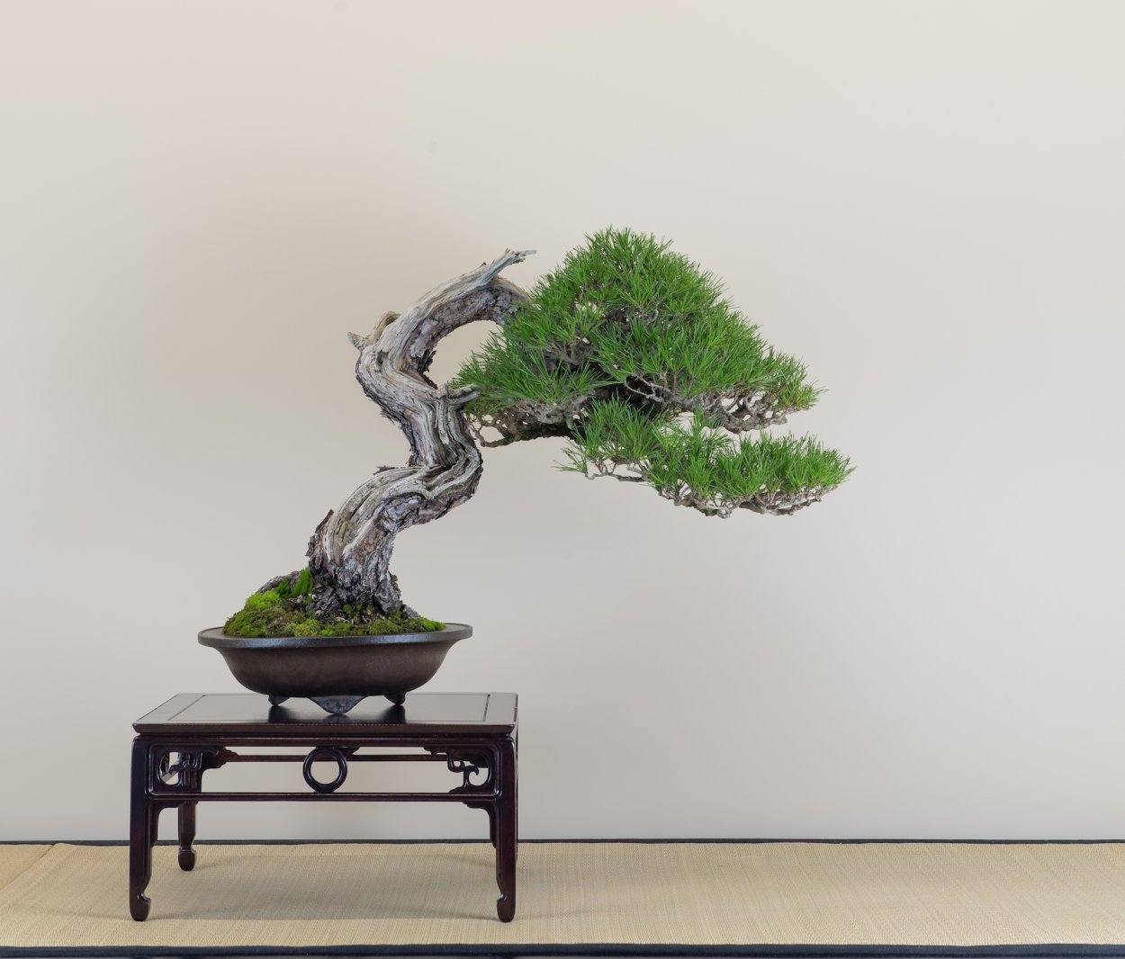 Сосна густоцветная бонсай