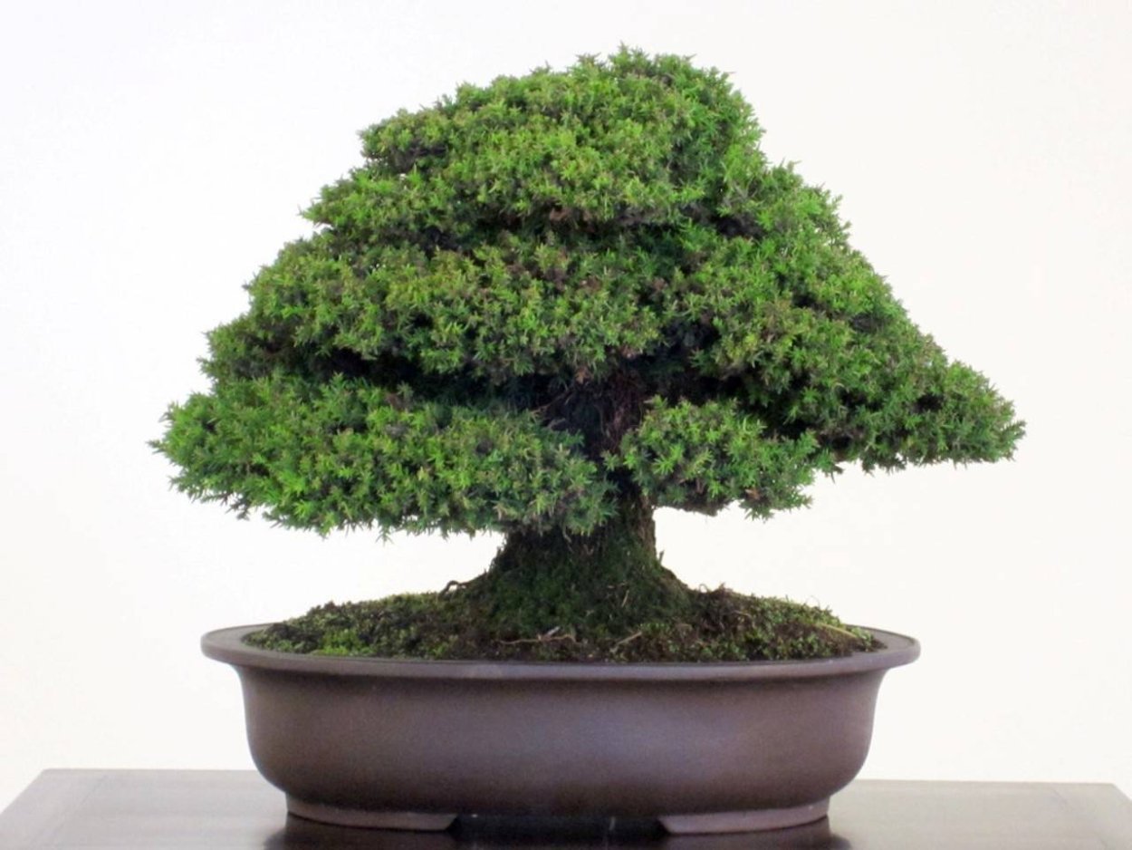 Бонсай кедр