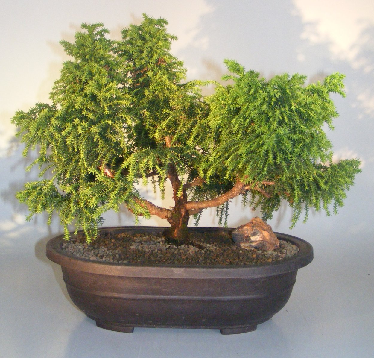 Моёги ниваки