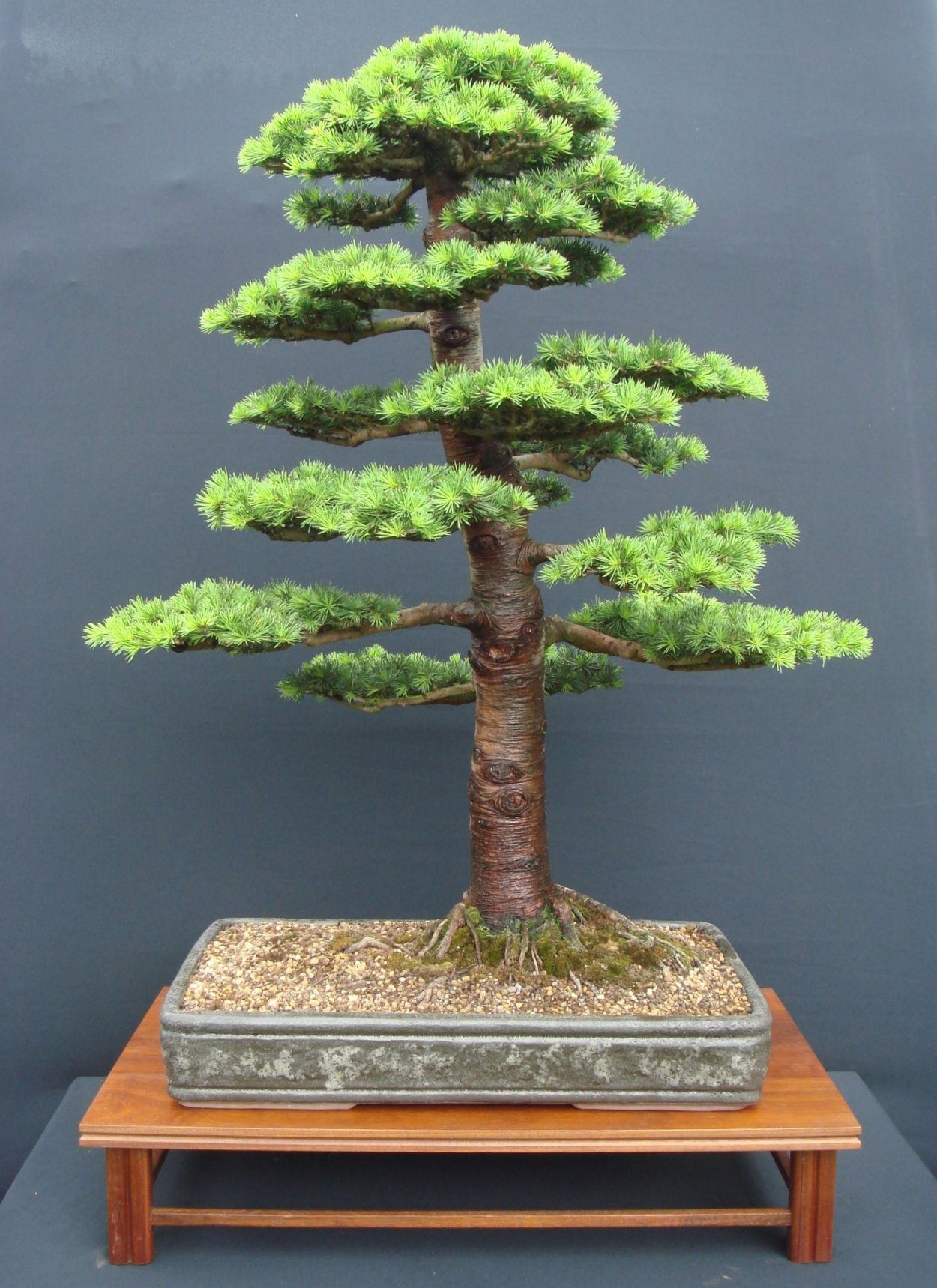 Криптомерия японская бонсай