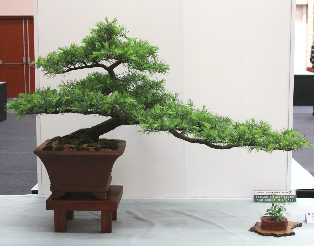 Бонсай кедр