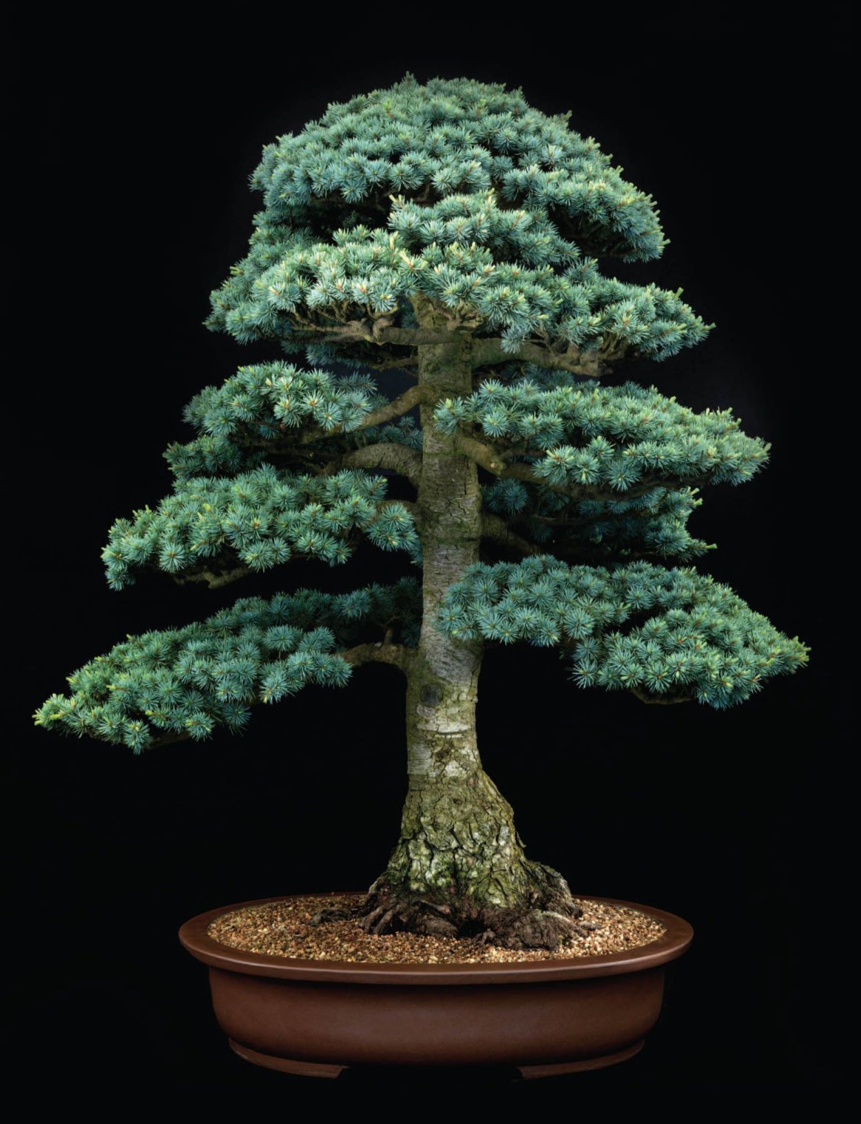 Бонсай кедр Гималайский