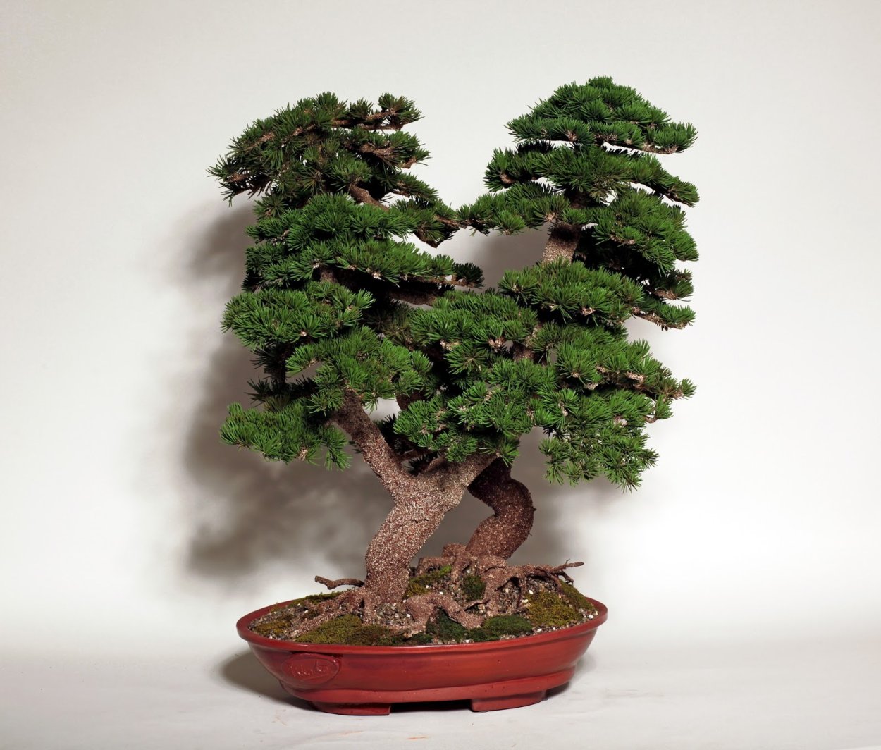 Шиваки японская сосна